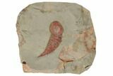 Soft-Bodied Fossil Aglaspid (Tremaglaspis) - Excellent Specimen #190164-1